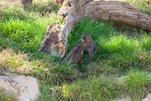 A huge alpha male baboon monkey rests by the river bank. High quality photo