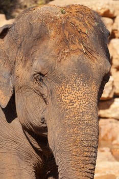 Big elephant. Close-up. High quality photo