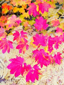 An abstract photo of a cluster of various colors of autumn leaves in central Washington.