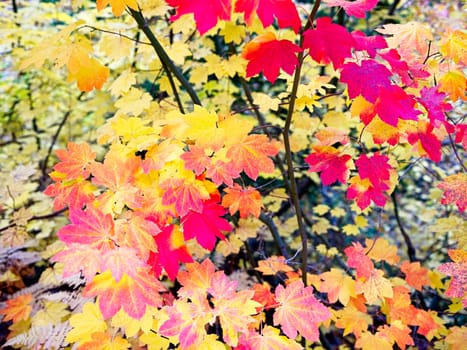 An abstract photo of a cluster of various colors of autumn leaves in central Washington.