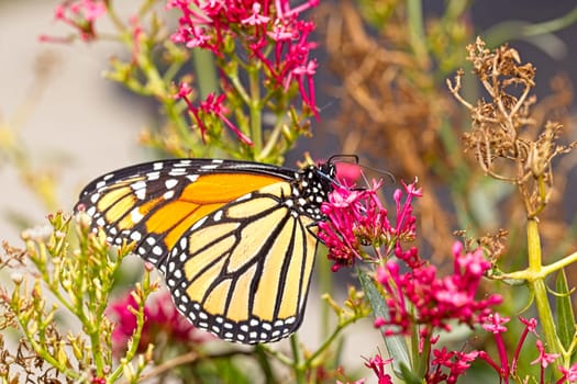 A close up photo of a pretty orange monarch butterfly on a flower in north Idaho.
