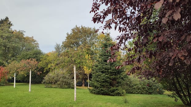 autumn green yellow landscape nature park forest trees leaves blue sky background. High quality photo