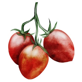 Tomato watercolor. Hand drawn ripe vegetable on isolated white background. Clip art food. Ideal for farm shop, posters and labels. Organic vegetables. High quality photo