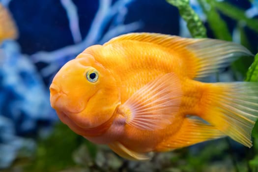 Orange parrot fish in the aquarium. Red Parrot Cichlid. Aquarium fish