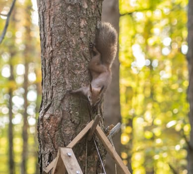 A beautiful red squirrel climbs a tree in search of food. A squirrel sits in a feeder eating nuts and seeds close-up.