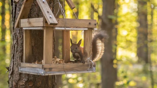 A beautiful red squirrel climbs a tree in search of food. A squirrel sits in a feeder eating nuts and seeds close-up.