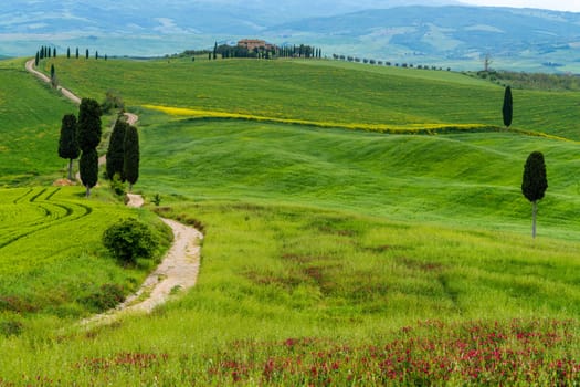 Hills of Tuscany. Val d'Orcia landscape in spring. Cypresses, hills and green meadows