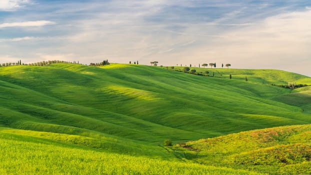 Hills of Tuscany. Val d'Orcia landscape in spring. Cypresses, hills and green meadows