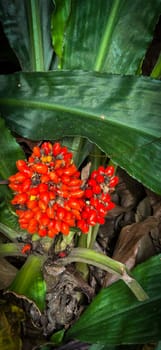 Barter's Palisota or Commelinaceae plants with clusters of vibrant red berries like flower nestled among lush tropical leaves, the scene evokes a sense of vibrancy and natural beauty, good for plants catalogue book
