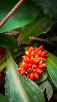 Barter's Palisota or Commelinaceae plants with clusters of vibrant red berries like flower nestled among lush tropical leaves, the scene evokes a sense of vibrancy and natural beauty, good for plants catalogue book