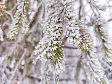 Pine tree branch dusted with snow in serene winter forest during the early morning hours