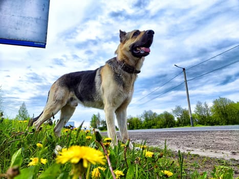 Dog German Shepherd was left on highway in summer day. Russian eastern European dog veoю Danger to the dog on the road with busy transport
