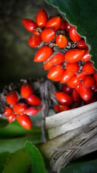 Barter's Palisota or Commelinaceae plants with clusters of vibrant red berries like flower nestled among lush tropical leaves, the scene evokes a sense of vibrancy and natural beauty, good for plants catalogue book