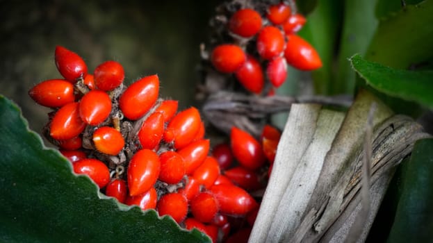 Barter's Palisota or Commelinaceae plants with clusters of vibrant red berries like flower nestled among lush tropical leaves, the scene evokes a sense of vibrancy and natural beauty, good for plants catalogue book