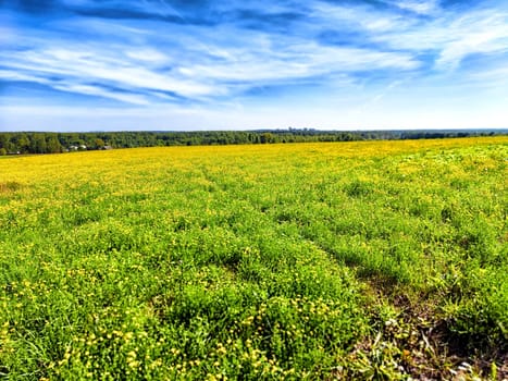 A vast green field dotted with yellow wildflowers under a clear blue sky on a sunny day, showcasing the beauty of nature.