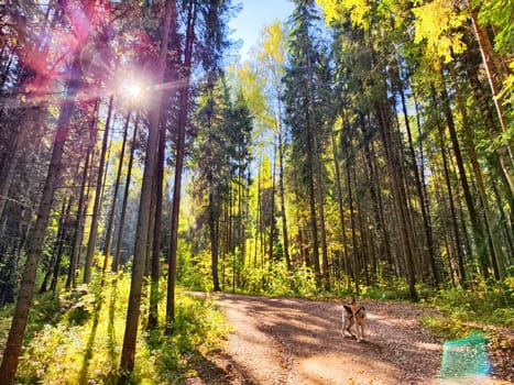 A dog walks along a dirt trail in a sunlit forest filled with vibrant autumn foliage and tall coniferous trees.