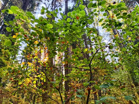 Bright green leaves and patches of autumn colors create a peaceful atmosphere in a dense forest at sunset, showcasing nature\'s beauty.