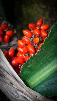 Barter's Palisota or Commelinaceae plants with clusters of vibrant red berries like flower nestled among lush tropical leaves, the scene evokes a sense of vibrancy and natural beauty, good for plants catalogue book