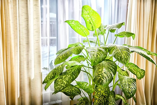 Dieffenbachia plant in a pot on a stool by the window. Retro interior in light colors. Background with plant with green leaves and fabric