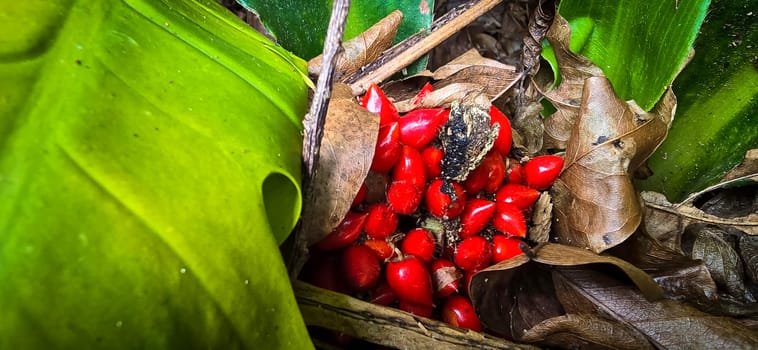 Barter's Palisota or Commelinaceae plants with clusters of vibrant red berries like flower nestled among lush tropical leaves, the scene evokes a sense of vibrancy and natural beauty, good for plants catalogue book