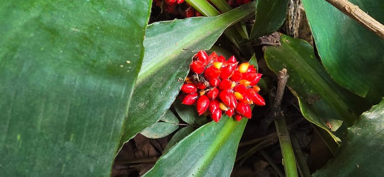 Barter's Palisota or Commelinaceae plants with clusters of vibrant red berries like flower nestled among lush tropical leaves, the scene evokes a sense of vibrancy and natural beauty, good for plants catalogue book