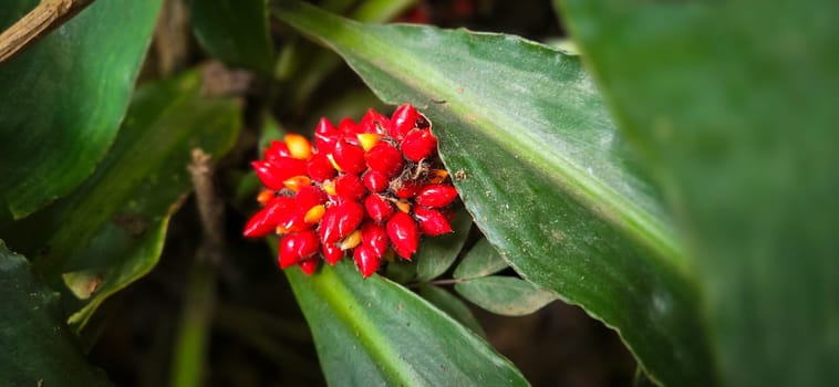 Barter's Palisota or Commelinaceae plants with clusters of vibrant red berries like flower nestled among lush tropical leaves, the scene evokes a sense of vibrancy and natural beauty, good for plants catalogue book