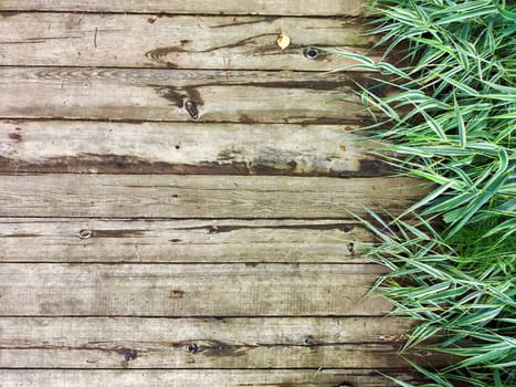 Green grass contrasts beautifully with old wooden planks in a peaceful natural environment.