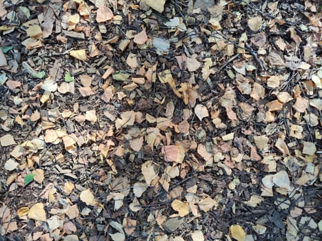 The forest floor is blanketed with an array of dried autumn leaves, providing a warm, natural texture in the serene surroundings.