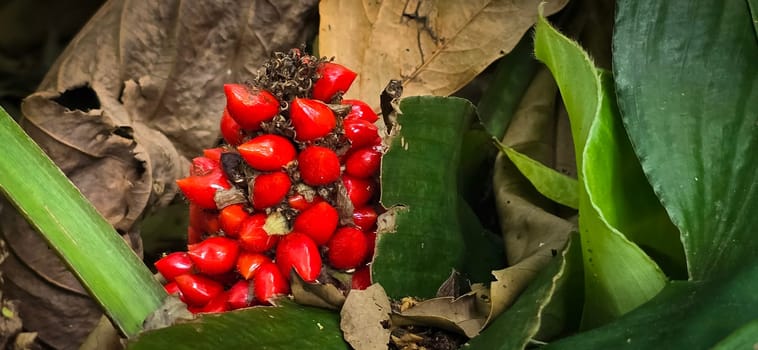 Barter's Palisota or Commelinaceae plants with clusters of vibrant red berries like flower nestled among lush tropical leaves, the scene evokes a sense of vibrancy and natural beauty, good for plants catalogue book