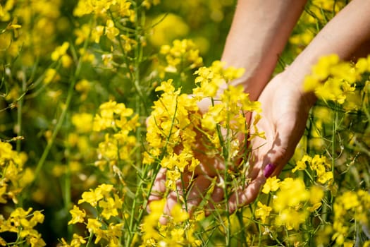 A detailed closeup of hands gently caressing bright and vibrant yellow blooms found in a sunlit field