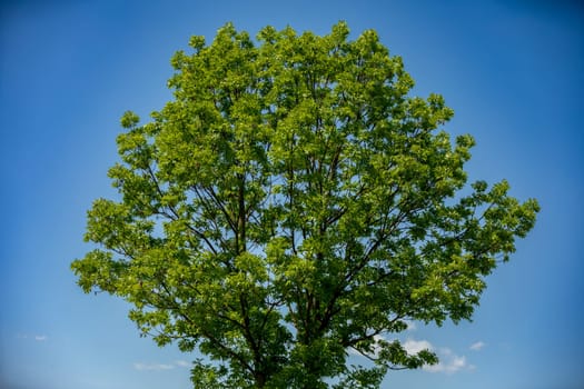 A majestic green tree towers impressively beneath a clear blue sky, showcasing natures unparalleled beauty