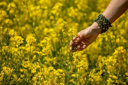 An upclose view of a human hand gently grazing the vibrant, blooming yellow mustard flowers in a sunny field