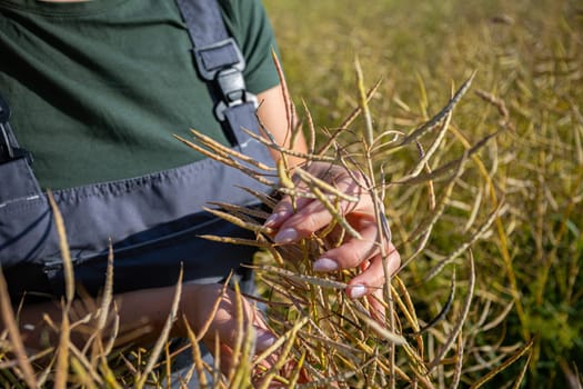 Hands harvest seed pods in a sunlit field, showcasing traditional agricultural practices in farming