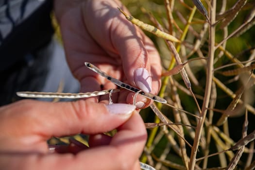 A detailed closeup view captures hands diligently harvesting seeds from vibrant plants in a sunlit field