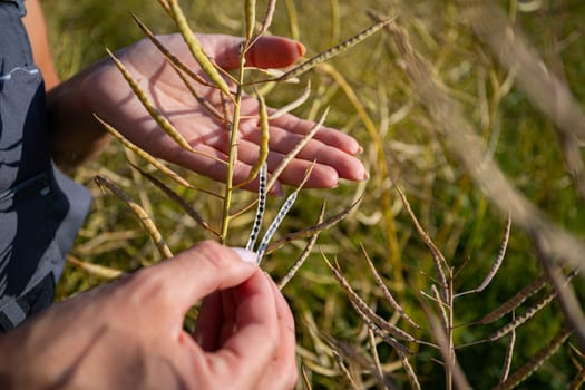 Closeup of hands examining plant stems in nature, highlighting botanical exploration and curiosity
