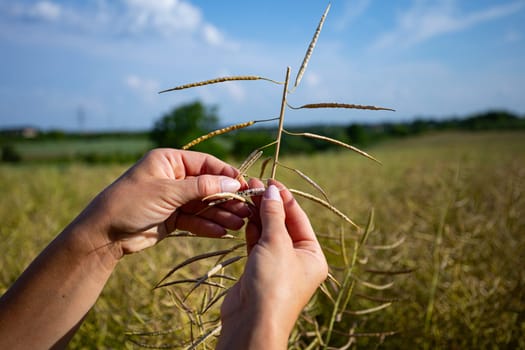 Capturing the vibrant essence of crop harvesting in a beautiful, sunny, and thriving agricultural landscape