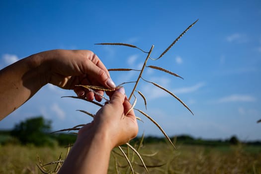 Hands gather grains in a lush field, set against a bright blue sky, showcasing the beauty of nature
