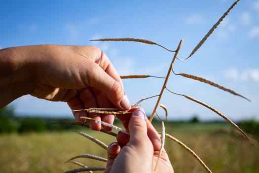 A detailed closeup view of hands carefully handling dry plant stems set against a vibrant clear blue sky