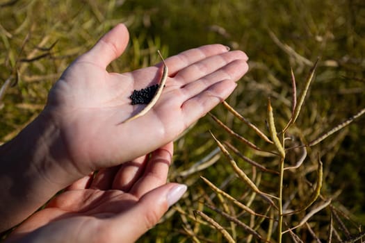 Two hands hold tiny seeds from a thriving plant, set against a backdrop of expansive farming fields