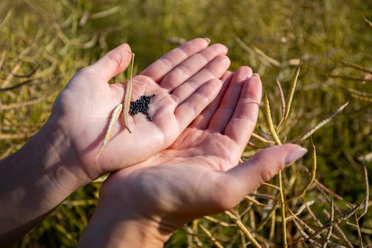 A highly detailed closeup of hands carefully holding various black seeds against a picturesque golden field backdrop
