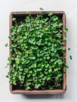 Top view of fresh microgreens growing in soil in a wooden tray on white background