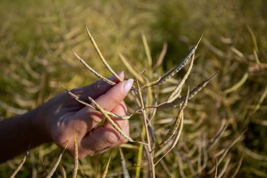 A detailed closeup shot of a hand carefully inspecting fragile plant pods amid a vibrant and colorful field