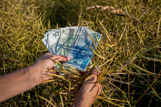 Hands holding different currency notes among golden crops, symbolizing agricultural wealth and prosperity