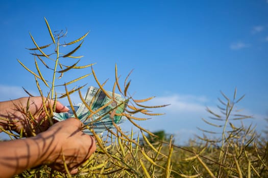 A dedicated person is harvesting various plants amidst a picturesque backdrop of clear and vibrant blue skies