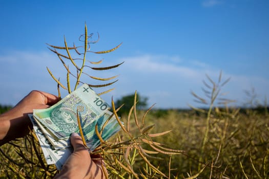 A dynamic image illustrating the connection between cash flow and agricultural growth in a lush field.