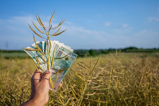 A brilliantly creative blend of nature and finance, showcasing vibrant money nestled amidst vast golden fields