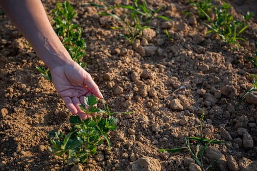 A closeup view showcasing hands diligently tending to young plants thriving in rich, fertile soil under natural light