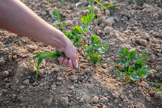 A skilled hand plants vibrant green herbs into nutrientrich soil, showcasing gardening techniques of art and science