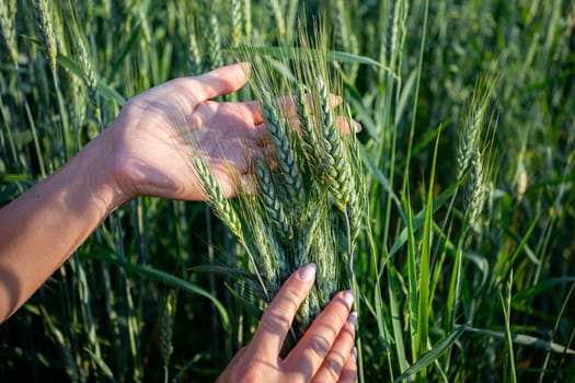 Human hands gently exploring ripe wheat heads in a vibrant green field, showcasing fresh agricultural practices