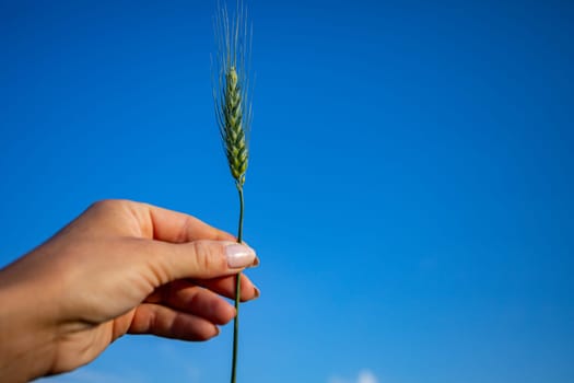 A gentle hand grasps a stalk of golden wheat under a vibrant blue sky, symbolizing nature and growth